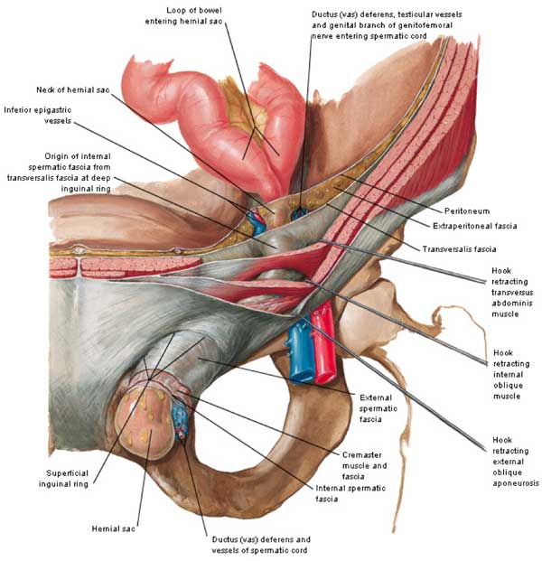 Inguinal Anatomy